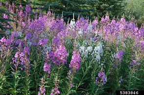 Fireweed